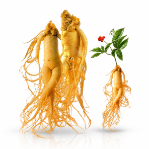 জিনসেং  | Ginseng